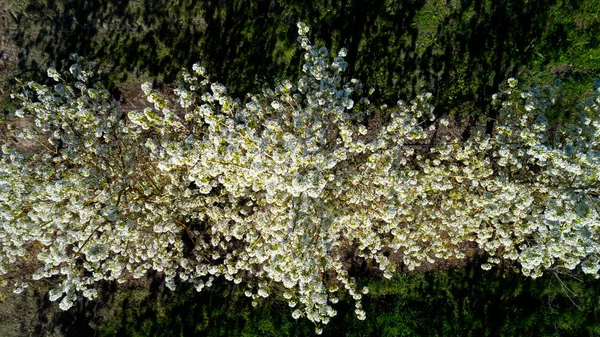 Вид с воздуха на цветущие фруктовые деревья в местном саду — стоковое фото