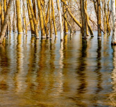 Soyut rippl ile ağaçların gövdeleri etrafında yüksek su sel