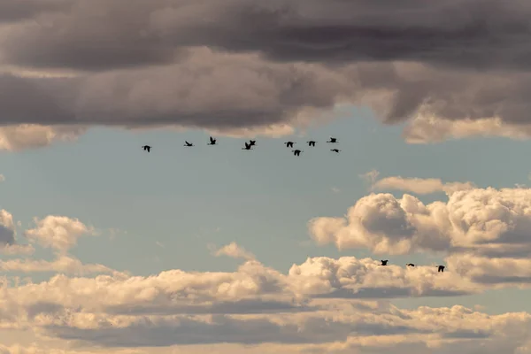 在美丽的多云的天空下迁移雪鹅 — 图库照片