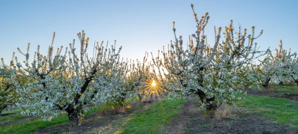Pomar de árvores de fruto local em Idaho ao nascer do sol — Fotografia de Stock