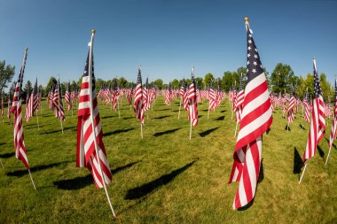 Bir parkta birçok Amerikan bayrakları rüzgarla hareket ediyor