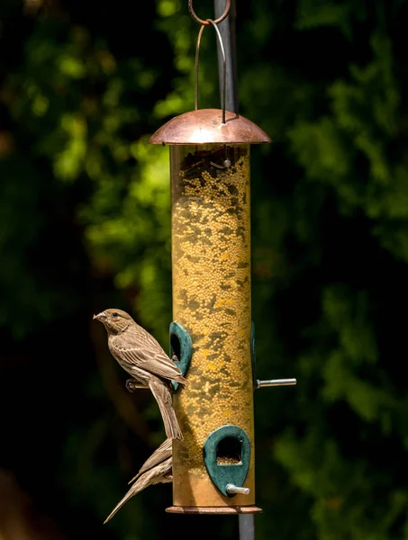 Păsări pe o gustare alimentator curte pe semințe — Fotografie, imagine de stoc