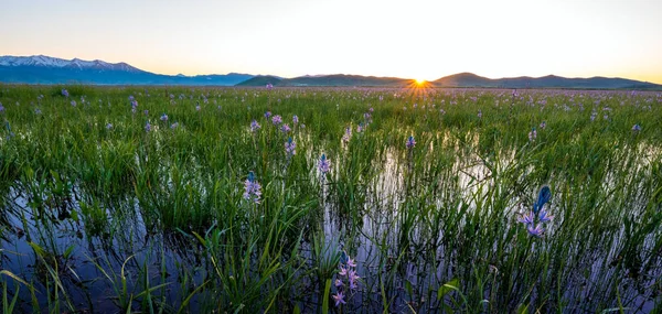 Salida del sol sobre un Camas Lilly Marsh en primavera — Foto de Stock