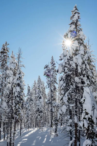 Sol estrella picos a través de un bosque de invierno cubierto de nieve — Foto de Stock