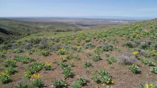 Flores Del Desierto Florecen Primavera Las Colinas Idaho — Vídeo de stock
