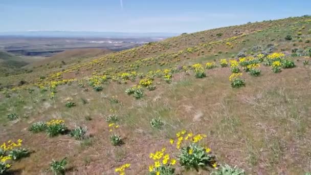 Sarı Renkli Kır Çiçekleri Tarlaları Üzerinde Flyby — Stok video