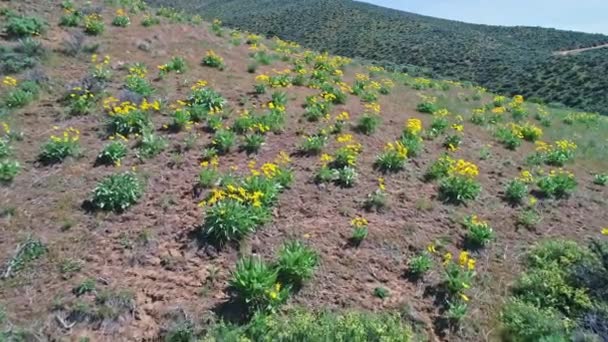 Idaho Ünlü Sarı Kır Çiçekleri Baharda Çiçek — Stok video