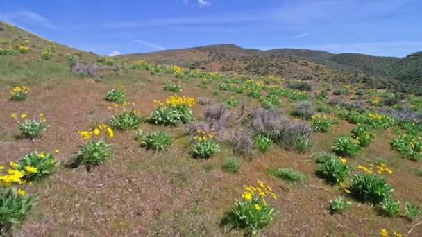 Vista Aérea Flores Silvestres Floreciendo Las Estribaciones Sobre Boise Idaho — Vídeo de stock