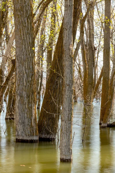 Boomstammen omringd door water in een overstroomde bosbron tijd — Stockfoto
