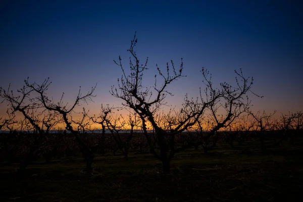 果樹のシルエットを持つアイダホ果樹園の日の出 — ストック写真
