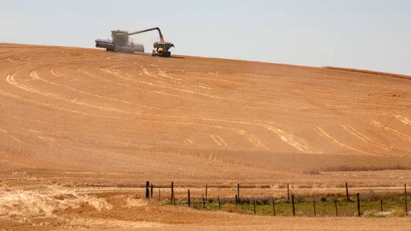 Farm equipment harvesting wheat on a farm in Idaho — Stock Photo, Image