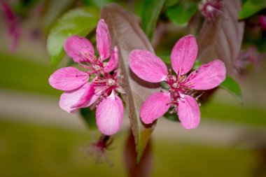 Yılın ilkbahar aylarında doğada mor çiçekler