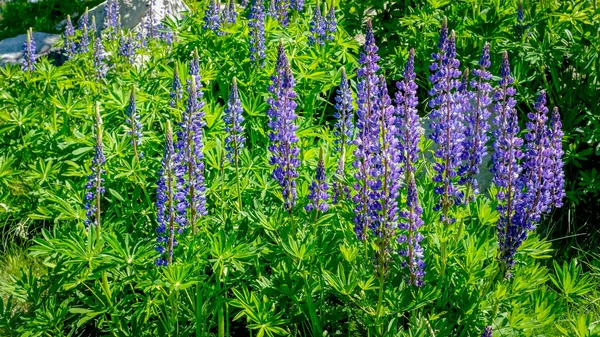 Muchas flores púrpuras en un jardín que florece al sol — Foto de Stock