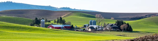 Fazenda no Palouse com campos de trigo verde — Fotografia de Stock