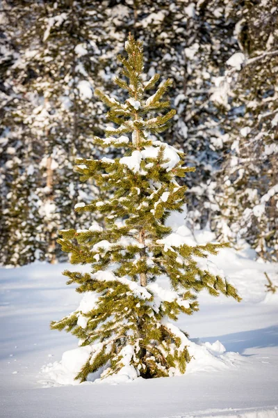 Floresta e pinho solitário no inverno de Idaho — Fotografia de Stock
