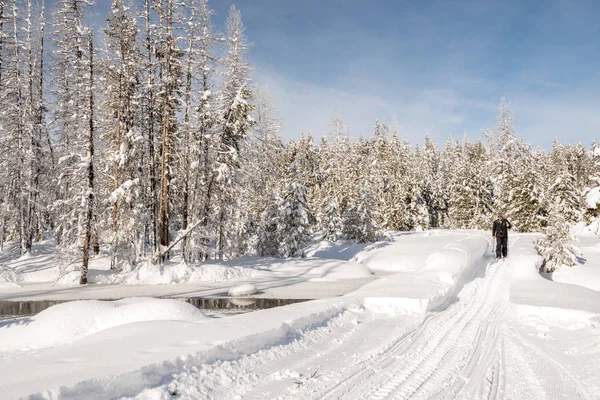 Esquiador cruza un puente en invierno con nieve y bosque — Foto de Stock