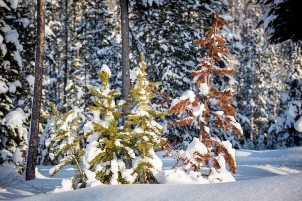 Doente e morrendo pequeno pinheiro no inverno — Fotografia de Stock
