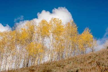 Beyaz bulutlar ve mavi gökyüzü ile sonbaharda aspens