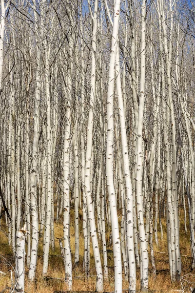 Autumn Aspen forest with white bark and blue sky — Stock Photo, Image