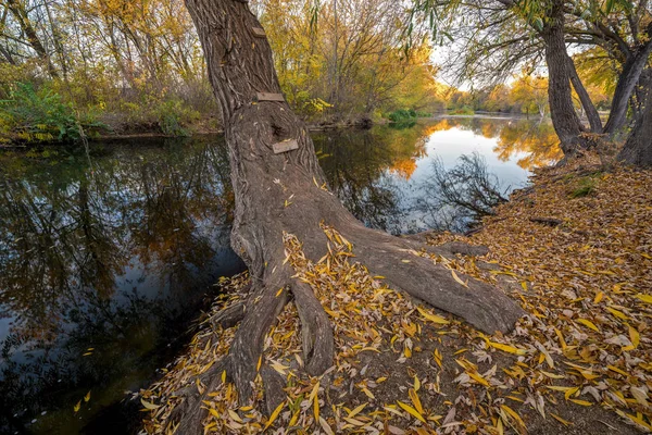 Ladder leidt de stam van een herfst boom op de rivier — Stockfoto