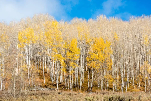 Aspen Grove 'da sarı yapraklarla sadece birkaç ağaç — Stok fotoğraf