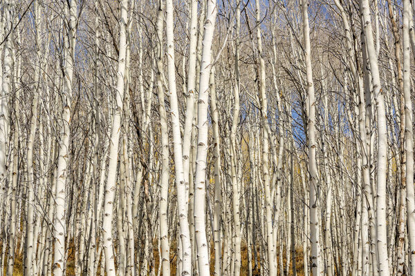 Forest of Aswpn trees in fall