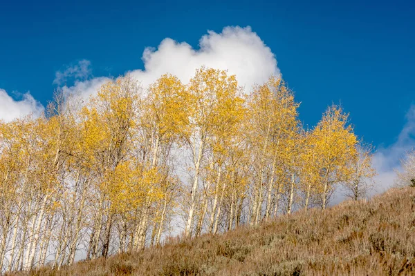 Beyaz bulutlar ve mavi gökyüzü ile sonbaharda aspens — Stok fotoğraf