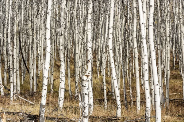 Beyaz kabuğu ile geç sonbaharda Aspen Grove — Stok fotoğraf