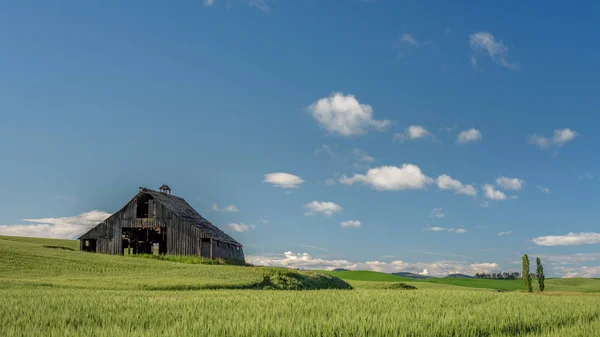 Campo de trigo de Washington Oriental com um velho celeiro — Fotografia de Stock