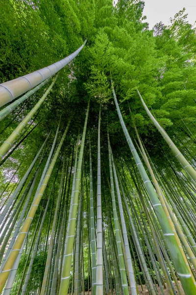 Vue unique d'une forêt de bambous avec cimes d'arbres — Photo