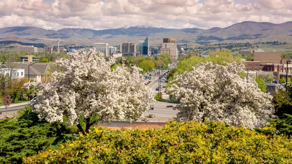 Primavera en la ciudad de Boise Idaho con árboles con flores —  Fotos de Stock