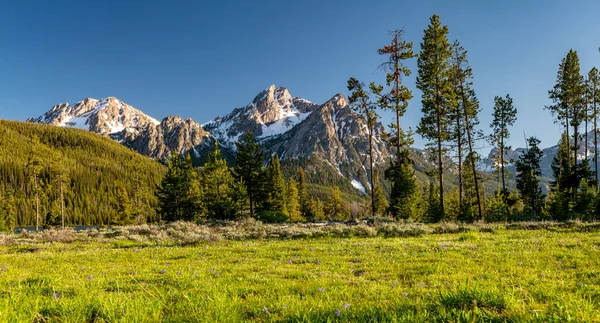 Fleurs sauvages dans une prairie avec une haute montagne rocheuse dans l'Idaho — Photo