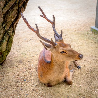 Çakıl bir daireüzerinde yatan küçük geyik