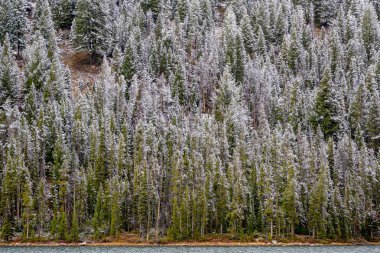 Frehs karla kaplı orman ve göl