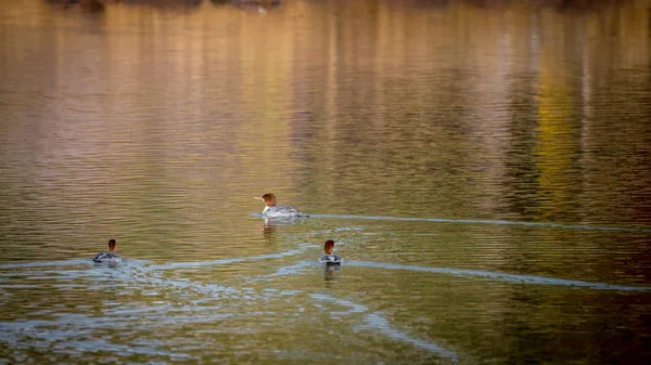 Três patos swign em um rio localizado em Idaho — Fotografia de Stock