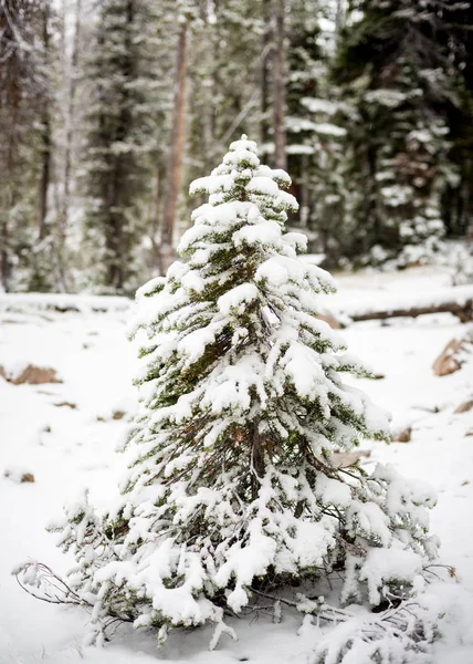 Neve coberto pequena árvore na floresta — Fotografia de Stock