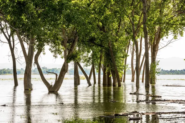 Overstroming wateren inhalen een bos van bomen — Stockfoto