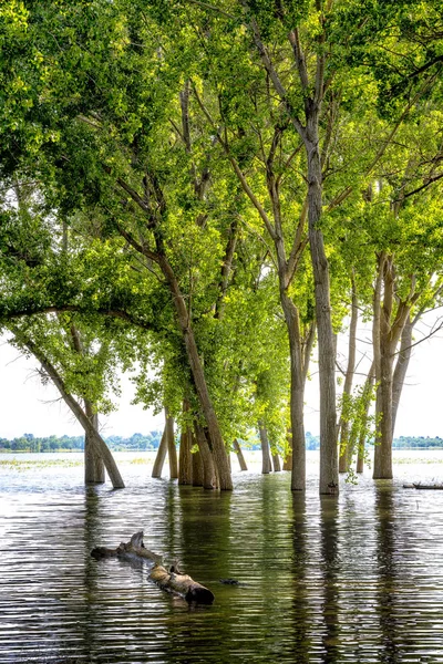 Hoog water bij Lake Lowell Idaho en overstroomde bomen reflectie — Stockfoto