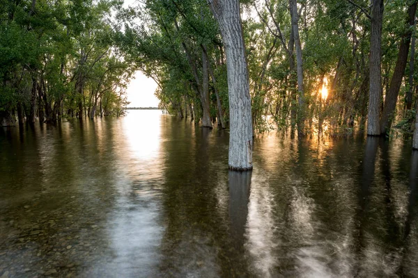 High water flood neemt een bos over — Stockfoto