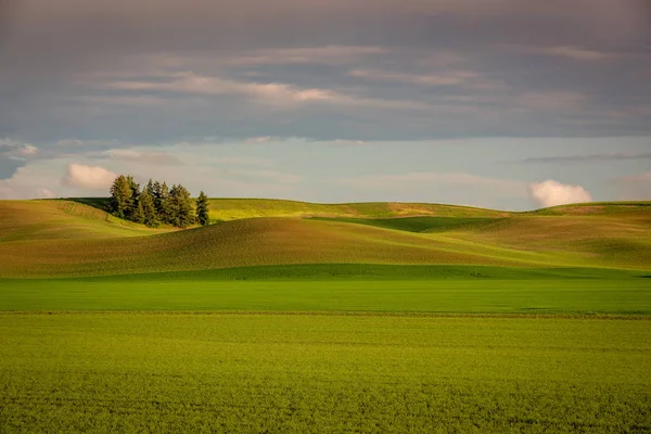 Culturas de primavera coloridas do País de Palouse — Fotografia de Stock