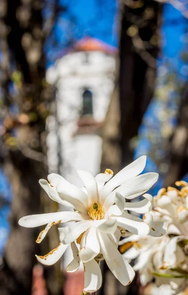 Hermosa flor de primavera con torre del reloj —  Fotos de Stock