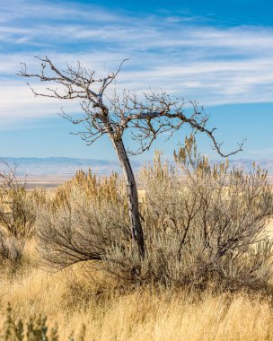 Mavi gökyüzü ve otlar ile çöl ağacı