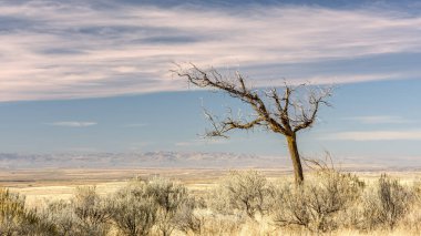Bulutlarla Güney Idaho düzleminde Lone ağaç