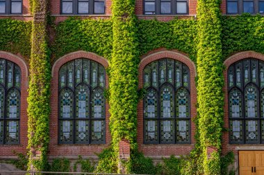 Üniversite binası sarmaşık ile kaplı