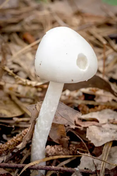 Bug eaten mushroom in an Alabama swamp — Stock Photo, Image