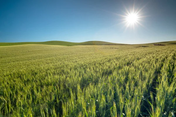 Green wheat field and blue sky with sun star — Stock Photo, Image