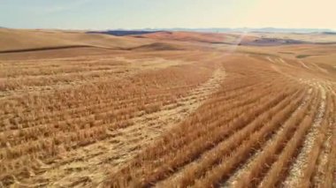 Buğday hasadından geriye kalan altın tarlalar