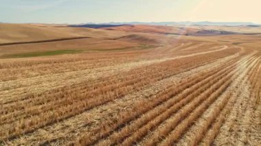 Kesilmiş buğday sakal ı sıraları Palouse tepelerin enginlik içine kurşun 