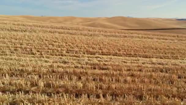 Stubble Buğday Başarılı Bir Sonbahar Hasat Sonra Kalan Tek Şey — Stok video