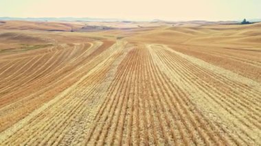 Hasattan sonra Palouse'un engin tarım arazileri sakallı tarlaları gösteriyor.